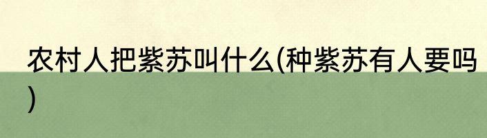 农村人把紫苏叫什么(种紫苏有人要吗)