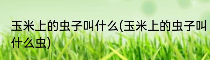 玉米上的虫子叫什么(玉米上的虫子叫什么虫)