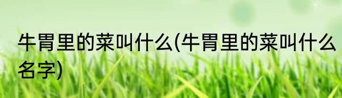 牛胃里的菜叫什么(牛胃里的菜叫什么名字)