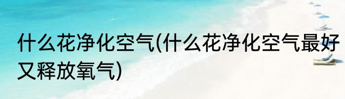 什么花净化空气(什么花净化空气最好又释放氧气)