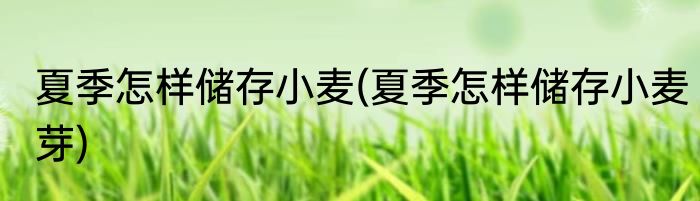 夏季怎样储存小麦(夏季怎样储存小麦芽)