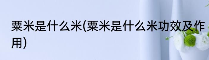 粟米是什么米(粟米是什么米功效及作用)