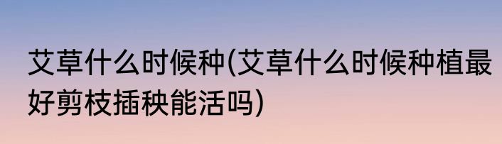 艾草什么时候种(艾草什么时候种植最好剪枝插秧能活吗)