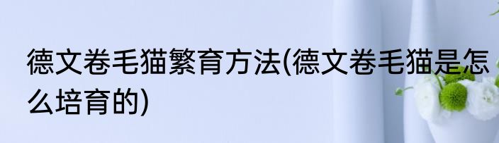 德文卷毛猫繁育方法(德文卷毛猫是怎么培育的)