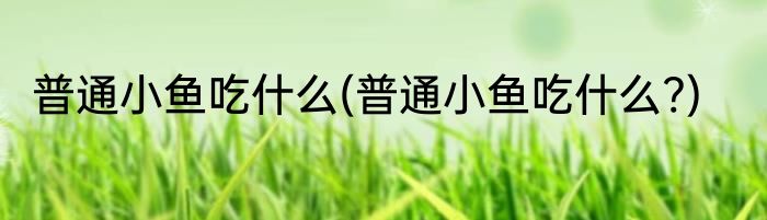 普通小鱼吃什么(普通小鱼吃什么?)
