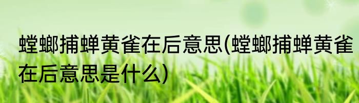 螳螂捕蝉黄雀在后意思(螳螂捕蝉黄雀在后意思是什么)