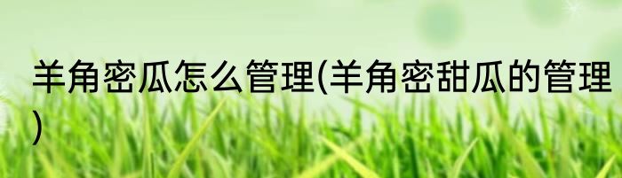 羊角密瓜怎么管理(羊角密甜瓜的管理)