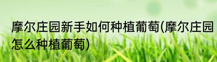 摩尔庄园新手如何种植葡萄(摩尔庄园怎么种植葡萄)