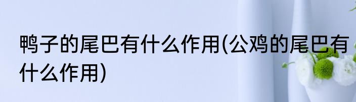 鸭子的尾巴有什么作用(公鸡的尾巴有什么作用)