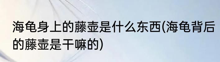 海龟身上的藤壶是什么东西(海龟背后的藤壶是干嘛的)