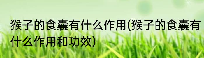 猴子的食囊有什么作用(猴子的食囊有什么作用和功效)