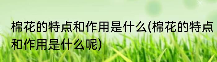 棉花的特点和作用是什么(棉花的特点和作用是什么呢)