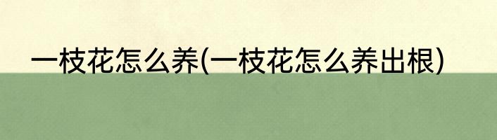 一枝花怎么养(一枝花怎么养出根)