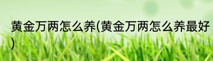 黄金万两怎么养(黄金万两怎么养最好)