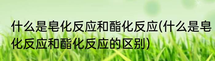 什么是皂化反应和酯化反应(什么是皂化反应和酯化反应的区别)