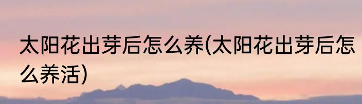 太阳花出芽后怎么养(太阳花出芽后怎么养活)