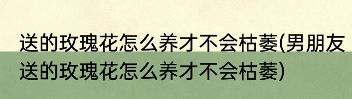 送的玫瑰花怎么养才不会枯萎(男朋友送的玫瑰花怎么养才不会枯萎)