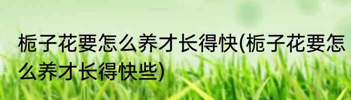 栀子花要怎么养才长得快(栀子花要怎么养才长得快些)
