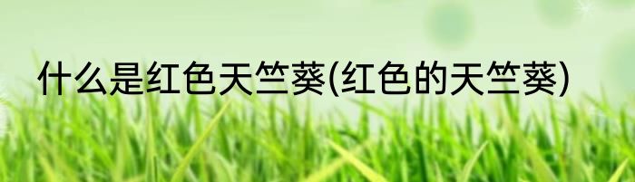 什么是红色天竺葵(红色的天竺葵)