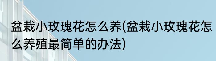 盆栽小玫瑰花怎么养(盆栽小玫瑰花怎么养殖最简单的办法)