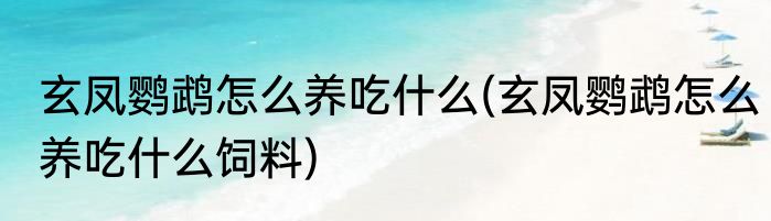 玄凤鹦鹉怎么养吃什么(玄凤鹦鹉怎么养吃什么饲料)