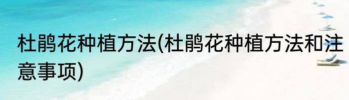 杜鹃花种植方法(杜鹃花种植方法和注意事项)