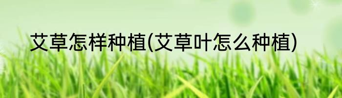 艾草怎样种植(艾草叶怎么种植)