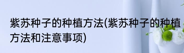紫苏种子的种植方法(紫苏种子的种植方法和注意事项)