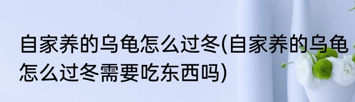 自家养的乌龟怎么过冬(自家养的乌龟怎么过冬需要吃东西吗)