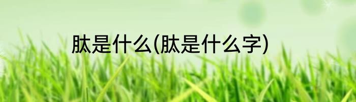 肽是什么(肽是什么字)