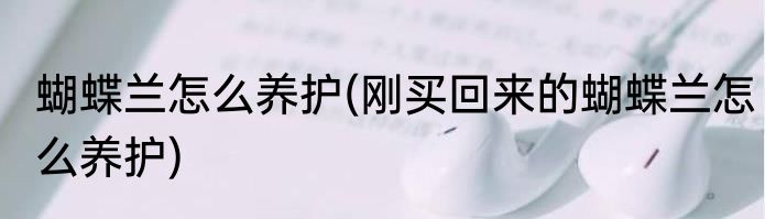 蝴蝶兰怎么养护(刚买回来的蝴蝶兰怎么养护)