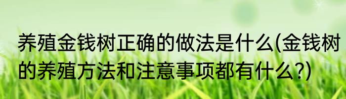 养殖金钱树正确的做法是什么(金钱树的养殖方法和注意事项都有什么?)