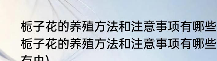 栀子花的养殖方法和注意事项有哪些(栀子花的养殖方法和注意事项有哪些有虫)