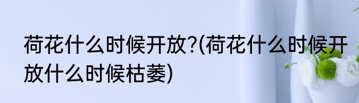 荷花什么时候开放?(荷花什么时候开放什么时候枯萎)