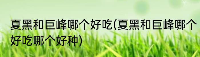 夏黑和巨峰哪个好吃(夏黑和巨峰哪个好吃哪个好种)