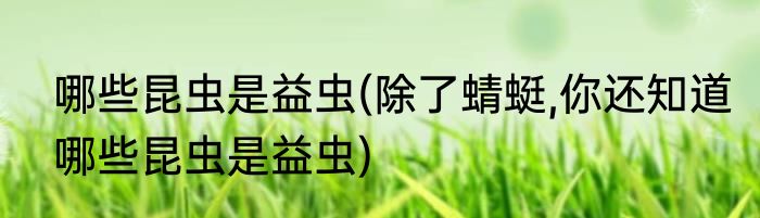 哪些昆虫是益虫(除了蜻蜓,你还知道哪些昆虫是益虫)