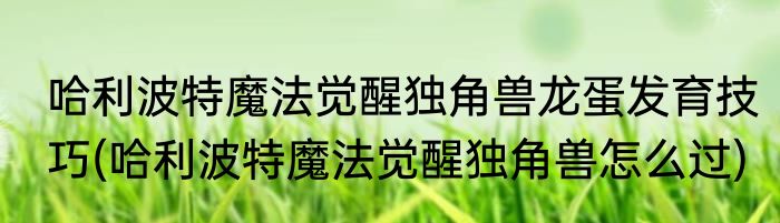哈利波特魔法觉醒独角兽龙蛋发育技巧(哈利波特魔法觉醒独角兽怎么过)