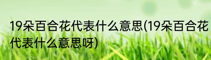 19朵百合花代表什么意思(19朵百合花代表什么意思呀)