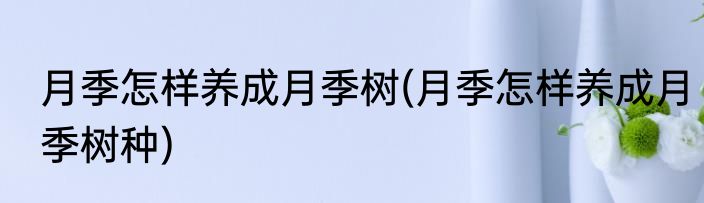 月季怎样养成月季树(月季怎样养成月季树种)