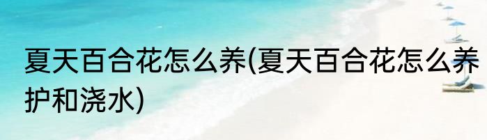 夏天百合花怎么养(夏天百合花怎么养护和浇水)
