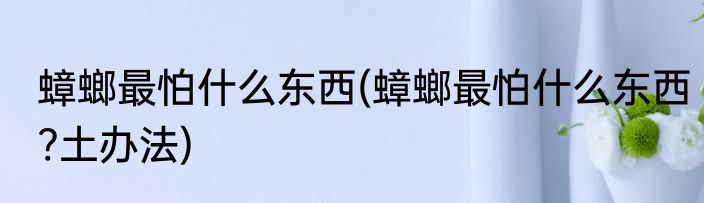 蟑螂最怕什么东西(蟑螂最怕什么东西?土办法)