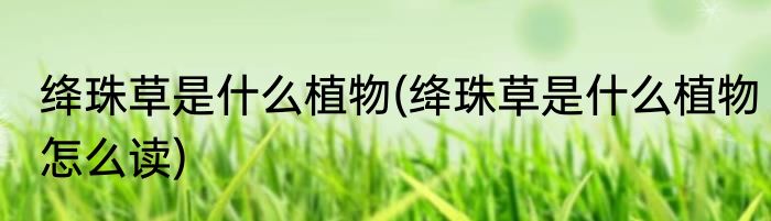 绛珠草是什么植物(绛珠草是什么植物怎么读)
