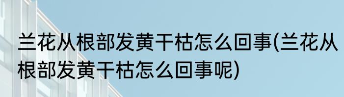 兰花从根部发黄干枯怎么回事(兰花从根部发黄干枯怎么回事呢)