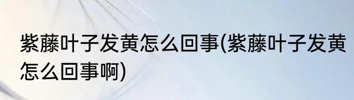 紫藤叶子发黄怎么回事(紫藤叶子发黄怎么回事啊)