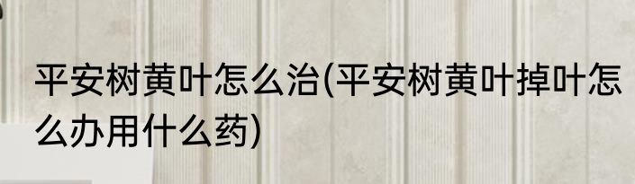 平安树黄叶怎么治(平安树黄叶掉叶怎么办用什么药)