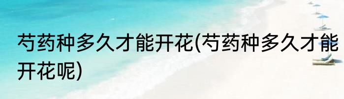 芍药种多久才能开花(芍药种多久才能开花呢)