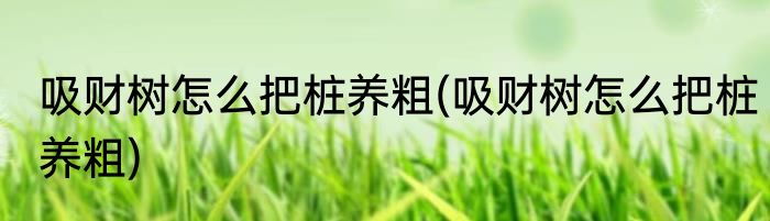 吸财树怎么把桩养粗(吸财树怎么把桩养粗)