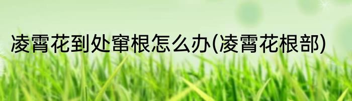 凌霄花到处窜根怎么办(凌霄花根部)