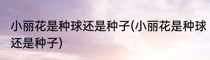 小丽花是种球还是种子(小丽花是种球还是种子)