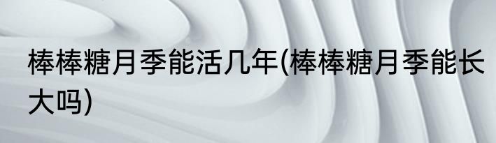 棒棒糖月季能活几年(棒棒糖月季能长大吗)